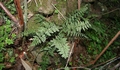 Asplenium terorense #05.jpg