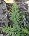 Cheilanthes guanchica #01.jpg