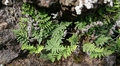Cheilanthes pulchella #00.jpg