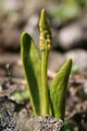 Ophiopglossum lusitanicum 2.jpg