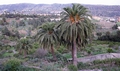 Phoenix canariensis #04.jpg