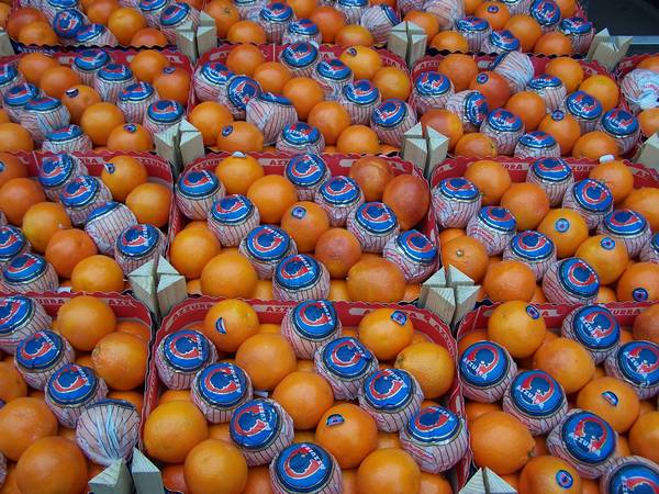 bettola_market_oranges.jpg