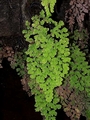 Adiantum capillus-veneris #017.jpg