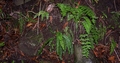 Asplenium anceps #061.jpg