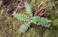Asplenium aureum #025.jpg