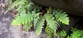Asplenium aureum #031.jpg