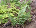 Asplenium filare #033.jpg