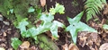 Asplenium hemionitis #020.jpg