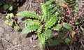 Asplenium octoploideum #044.jpg