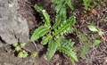 Asplenium octoploideum #046.jpg