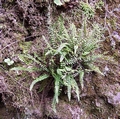 Asplenium trichomanes #063.jpg