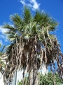 Washingtonia filifera #083.jpg
