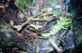 Elaphoglossum-semicylindricum-#01.jpg