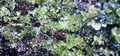 Hymenophyllum-tunbrigense-#05.jpg