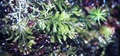 Hymenophyllum-wilsonii-#03.jpg