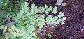 Adiantum capillus-veneris #047.jpg