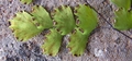 Adiantum capillus-veneris #053.jpg