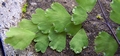 Adiantum capillus-veneris #056.jpg