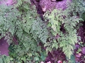 Adiantum raddianum #038.jpg