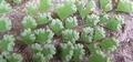 Adiantum raddianum #040.jpg