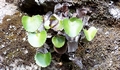 Adiantum reniforme #151.jpg