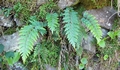 Asplenium aethiopicum #199.jpg