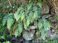 Asplenium aethiopicum #200.jpg