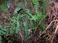 Asplenium anceps #030.jpg