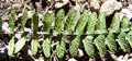 Asplenium anceps #289.jpg