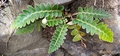Asplenium lolegnamense #019.jpg