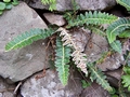 Asplenium lolegnamense #042.jpg