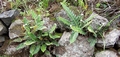 Asplenium lolegnamense #080.jpg