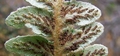 Asplenium lolegnamense #113.jpg