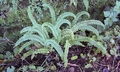 Asplenium monanthes #173.jpg