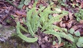 Asplenium monanthes #176.jpg