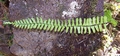 Asplenium monanthes #291.jpg
