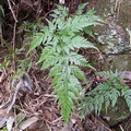 Asplenium onopteris #020.jpg