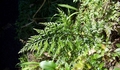 Asplenium onopteris #195.jpg