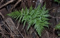 Asplenium onopteris #315.jpg