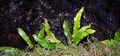 Asplenium scolopendrium #311.jpg