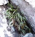 Asplenium septentrionale #209.jpg