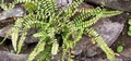 Asplenium trichomanes #023.jpg