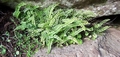 Asplenium trichomanes #101.jpg