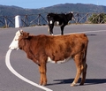Cows on the ER209 Paul da Serra #260.jpg