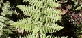 Dryopteris aemula #264.jpg
