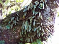 Elaphoglossum semicylindricum #272.jpg