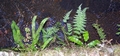 Ferns #307.jpg