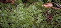 Hymenophyllum tunbrigense #168.jpg