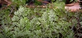 Hymenophyllum tunbrigense #170.jpg