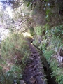 Levada do Caldeir�o Verde (PR9) #184.jpg
